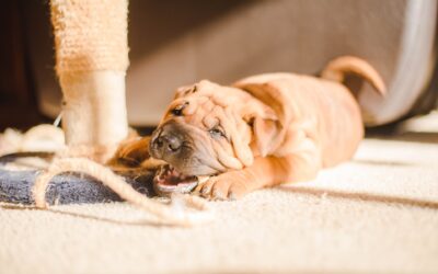 Controlling chewing and mouthing in dogs