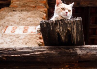 Inbetweener Cats: Mixed Genders & Ages