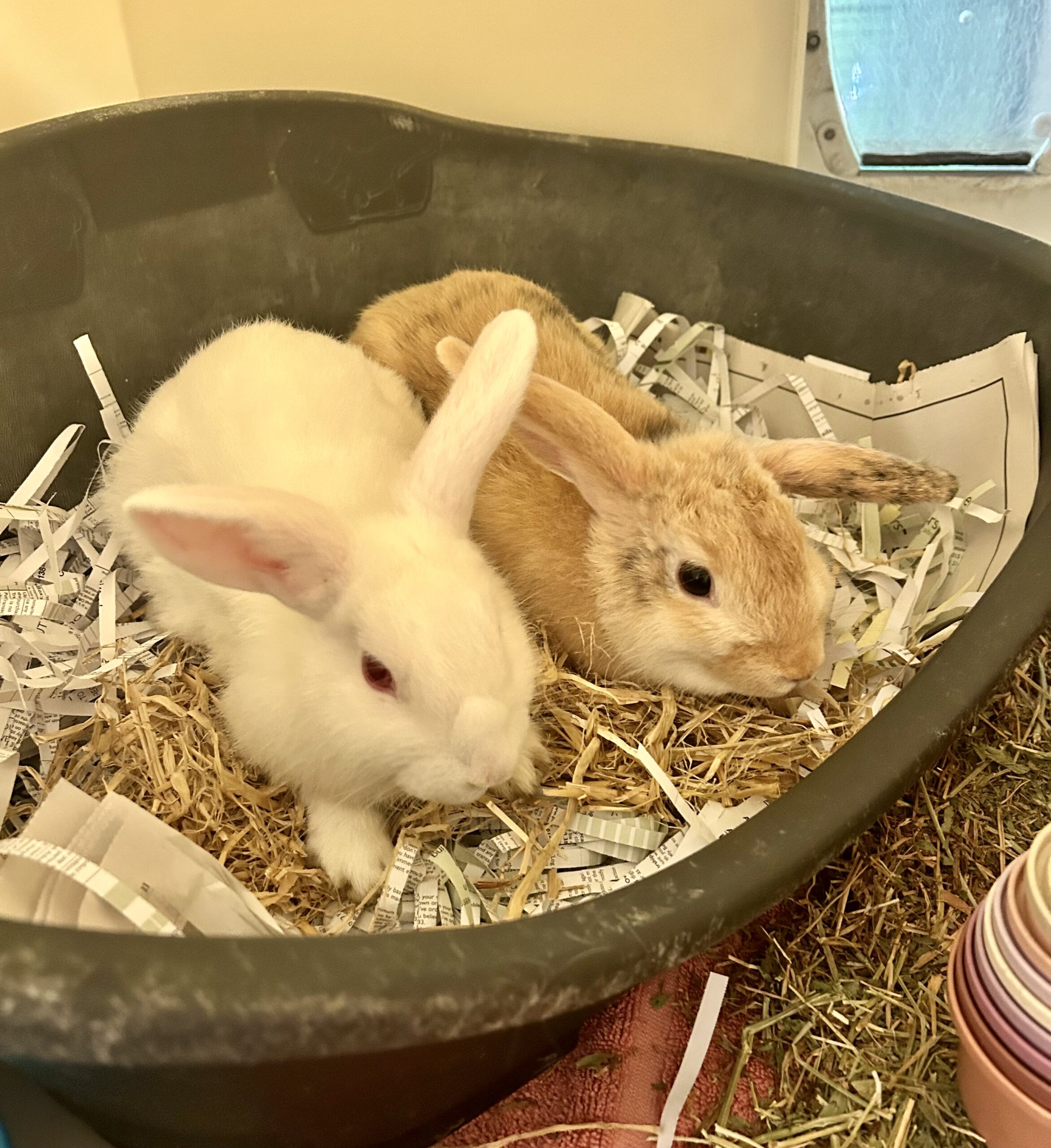 Nettle & Pansy - RSPCA Sussex North & Brighton