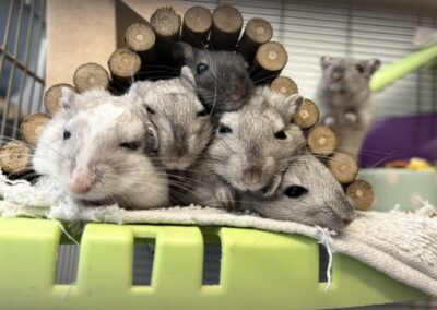 Female gerbils