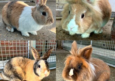 Jethro, Biscuit, Smudge & Merlin