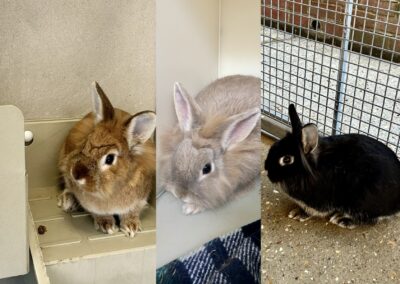 Hermione, Henrietta & Ronetta