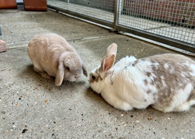 Pashmina & Thumper