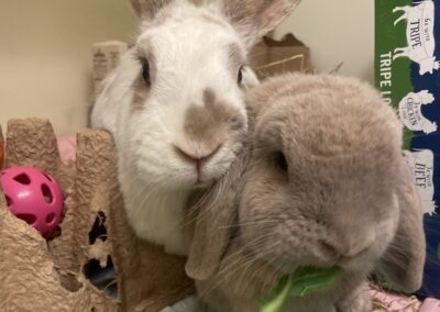 Pashmina & Thumper