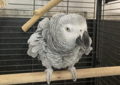 Cassie (African Grey)