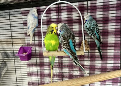 4 Budgies