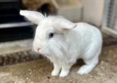 Basil