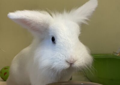 Basil