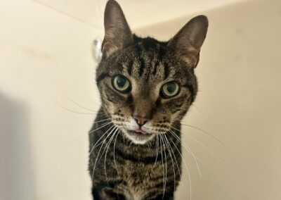 Simon