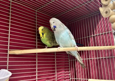 Budgies
