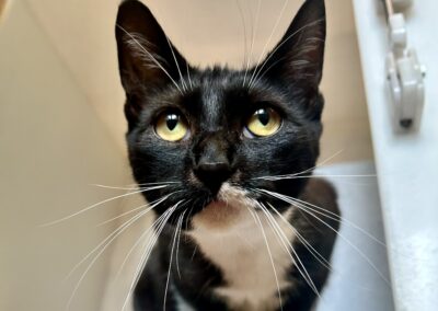 Ember