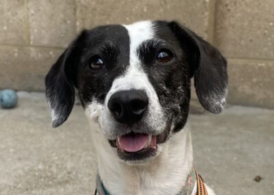 Roo