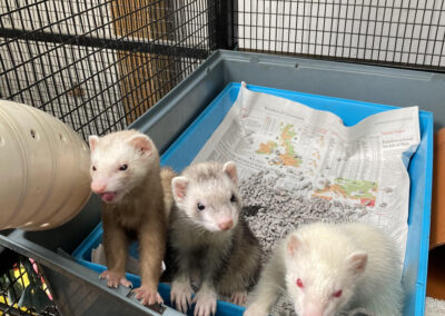 Ferret family