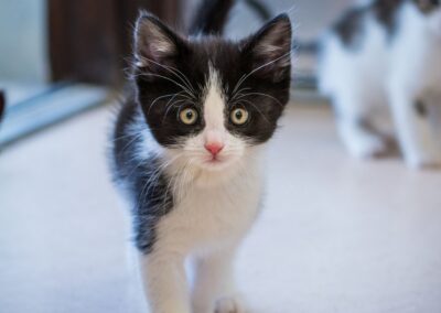 Kittens