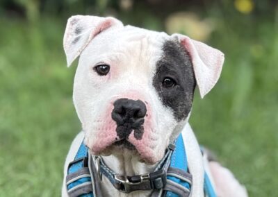 Chico