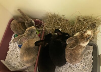 5 Males