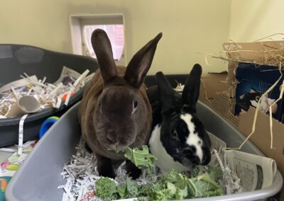 Olive and Daffodil
