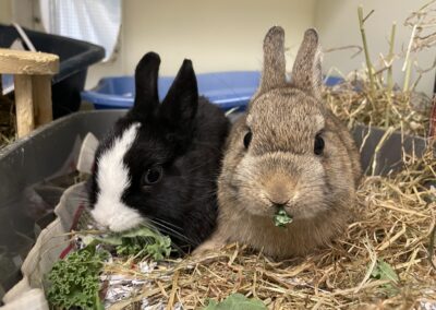 Apollo and Artemis