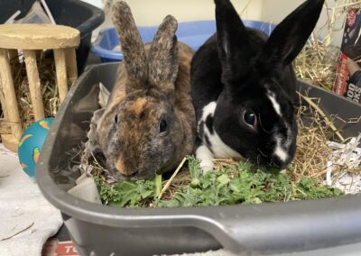 Adonis and Hera