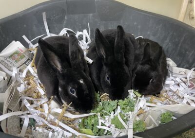 3 Females