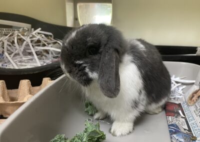 Rufus