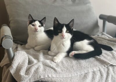Polly and Ada